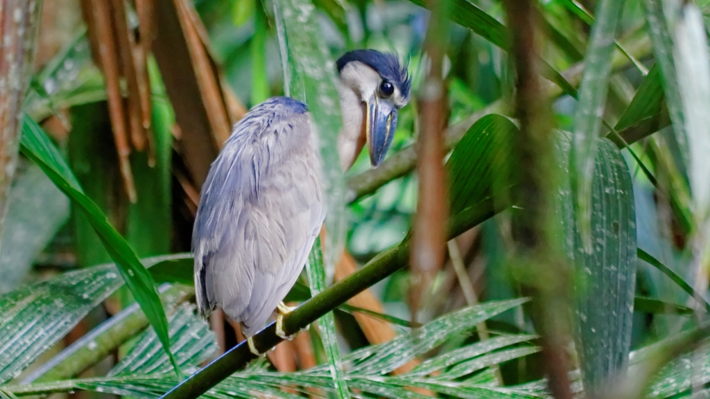 25 - Tortuguero NP (26).jpg